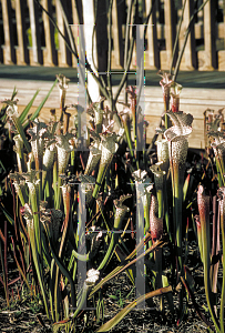 Picture of Sarracenia leucophylla 