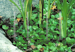 Picture of Eichhornia crassipes 