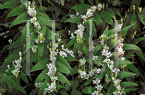 Picture of Tricyrtis hirta 