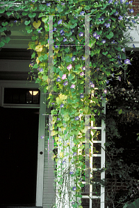 Picture of Ipomoea tricolor 'Heavenly Blue'