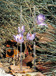 Picture of Crocus speciosus 