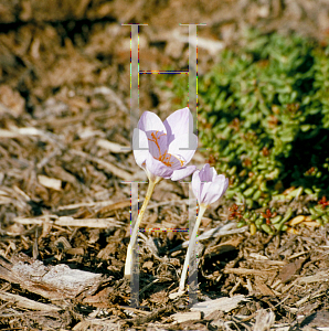 Picture of Crocus pulchellus 