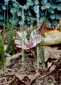 Picture of Crocus sativus 