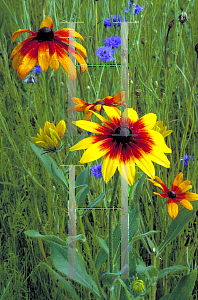 Picture of Rudbeckia hirta 