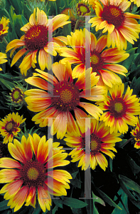 Picture of Gaillardia x grandiflora 'Goblin'