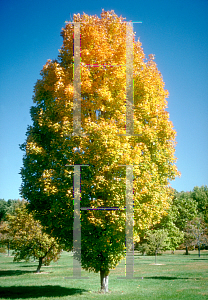 Picture of Acer saccharum 