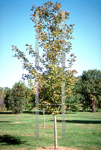 Picture of Acer saccharum 'Seneca Chief'