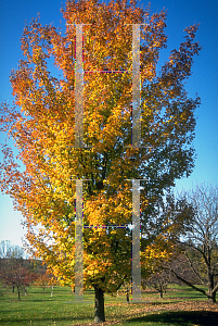 Picture of Acer saccharum 'Sweet Shadow'