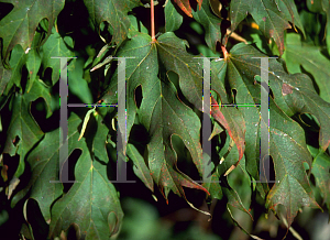 Picture of Acer saccharum 'Sweet Shadow'