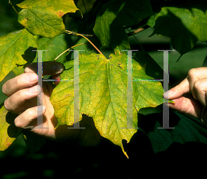 Picture of Acer saccharum ssp. nigrum 'Greencolumn'