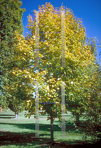 Picture of Acer saccharum ssp. nigrum 'Greencolumn'