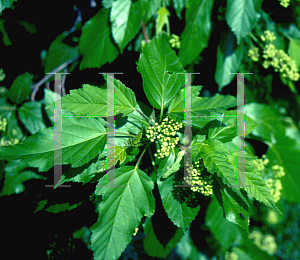 Picture of Acer tataricum '~Species'