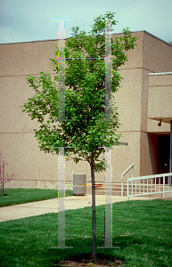 Picture of Acer tataricum 