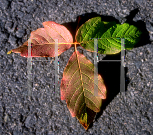 Picture of Acer triflorum 