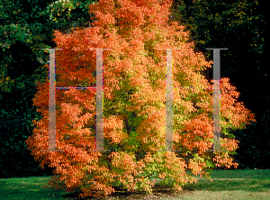 Picture of Acer triflorum 