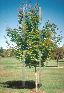 Picture of Acer platanoides x truncatum 'Warrenred (Pacific Sunset)'