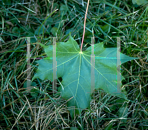 Picture of Acer platanoides x truncatum 'Warrenred (Pacific Sunset)'