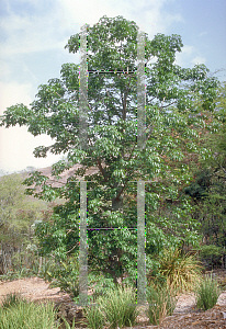 Picture of Adansonia digitata 