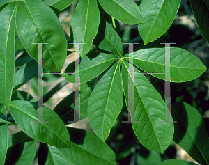 Picture of Adansonia digitata 