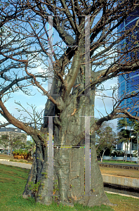 Picture of Adansonia digitata 