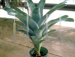 Picture of Aechmea fasciata 