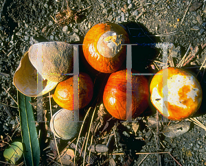 Picture of Aesculus californica 