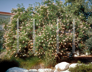 Picture of Aesculus californica 