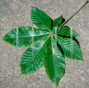 Picture of Aesculus x carnea 