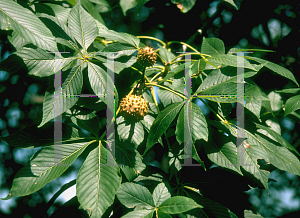 Picture of Aesculus glabra '~Species'