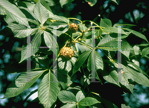 Picture of Aesculus glabra 