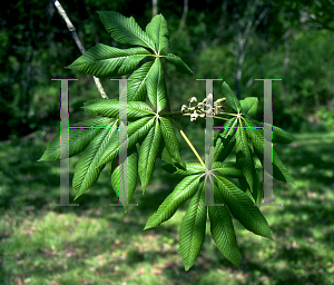 Picture of Aesculus flava 
