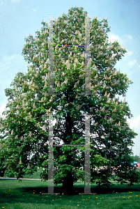 Picture of Aesculus hippocastanum 