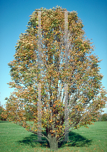 Picture of Aesculus hippocastanum 'Umbraculifera'