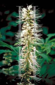 Picture of Aesculus parviflora 