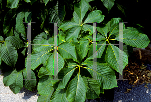 Picture of Aesculus parviflora 