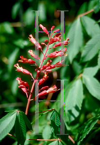 Picture of Aesculus pavia 