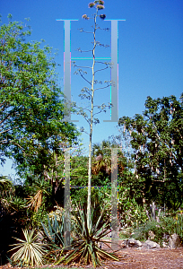 Picture of Agave americana 