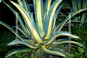 Picture of Agave americana 'Medio'