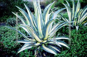 Picture of Agave americana 'Medio'