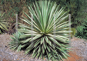 Picture of Agave angustifolia 'Marginata'