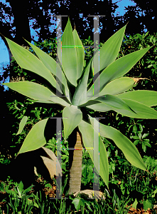 Picture of Agave attenuata 