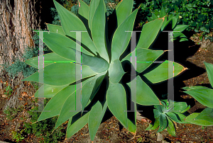 Picture of Agave attenuata 