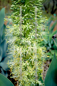 Picture of Agave attenuata 