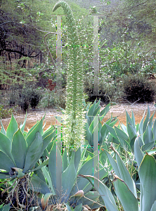 Picture of Agave attenuata 