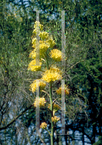 Picture of Agave deserti 