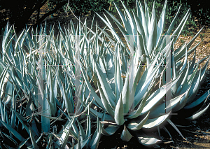 Picture of Agave deserti '~Species'