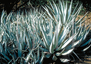 Picture of Agave deserti 