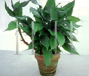 Picture of Aglaonema modestum 