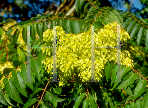 Picture of Ailanthus altissima 