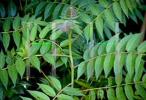 Picture of Ailanthus altissima 